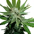 Royal Cheese Auto Royal Queen - Royal Queen Seeds