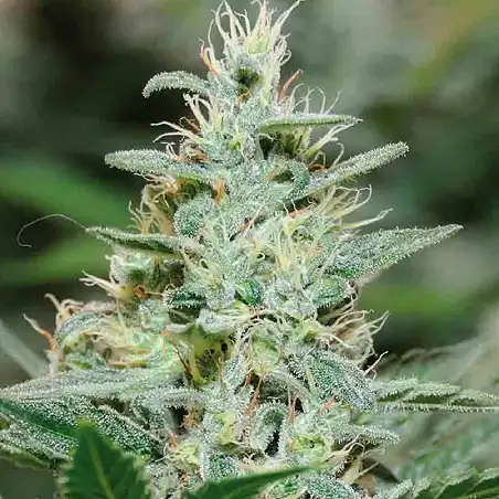 Red Dragon - Barneys Farm