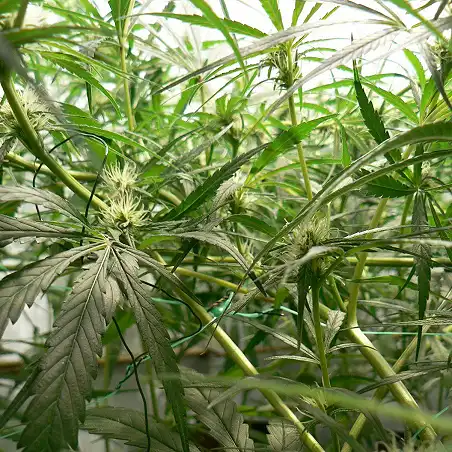 Carnival - Ministry of Cannabis