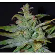 Speed Bud Auto - Female Seeds Speed Bud Auto - Female Seeds