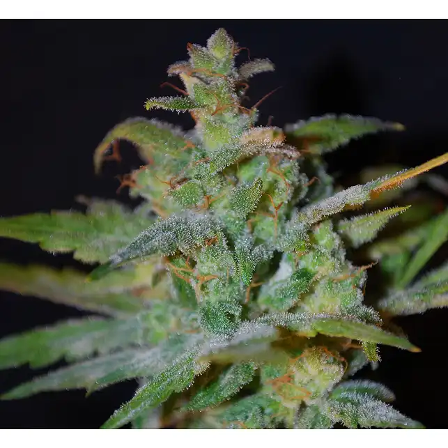 Speed Bud Auto - Female Seeds