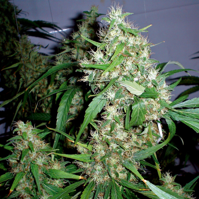 Critical Cheese Auto
