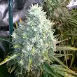 Bubba Kush Auto 1 - Dinafem Seeds