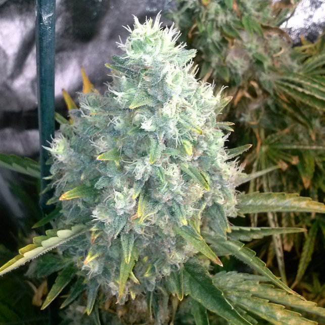 Bubba Kush Auto 1