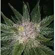 Bubba Kush Auto - Dinafem Seeds