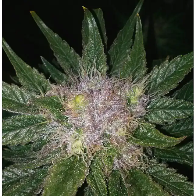 Bubba Kush Auto - Dinafem Seeds