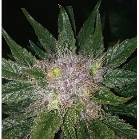 Bubba Kush Auto - Dinafem Seeds