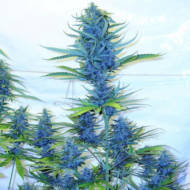 Blue Amnesia XXL Auto 1