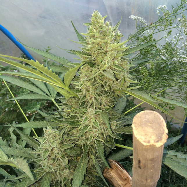 Blue Amnesia XXL Auto 1