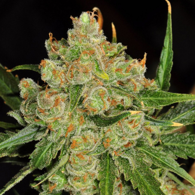 Critical + Auto CBD