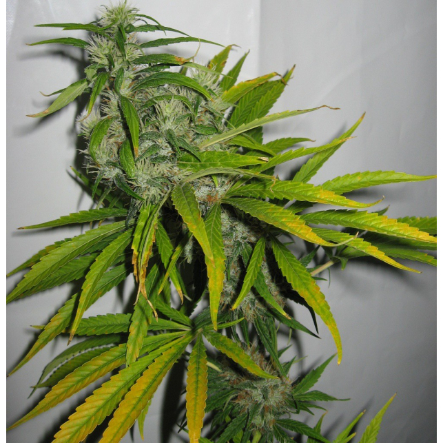 Mango Haze 2
