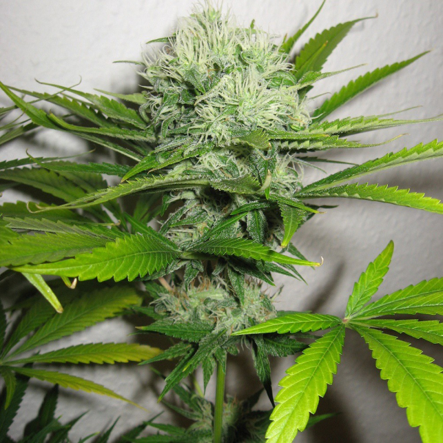 Mango Haze 2