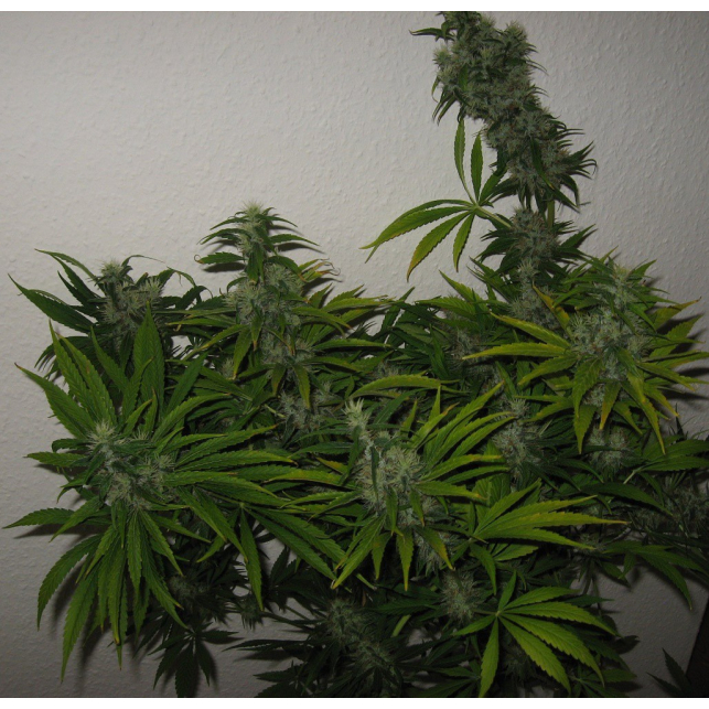 Mango Haze 2