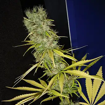 La Niña 1 - Mr Nice