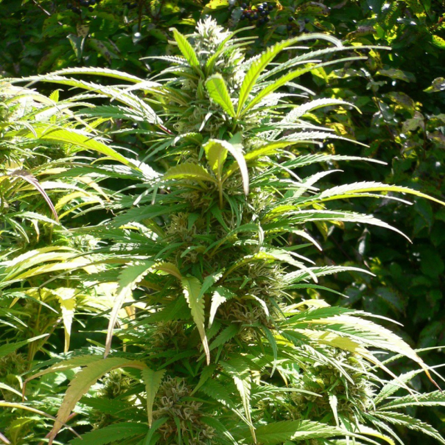 AutoDurban Poison 2