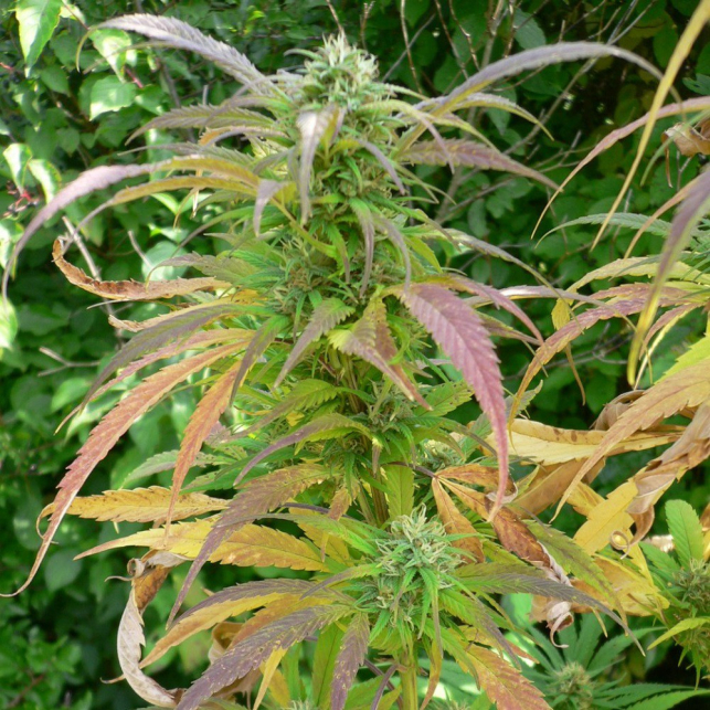 AutoDurban Poison 2