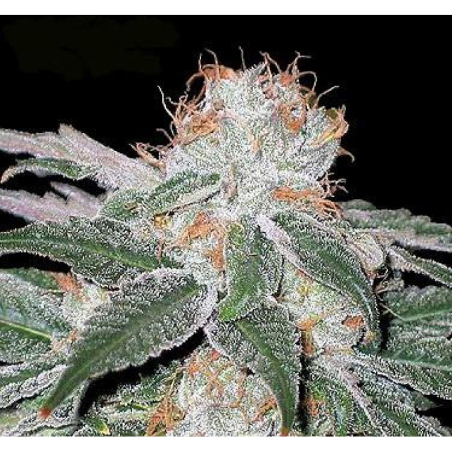 White Widow Seedsman 1