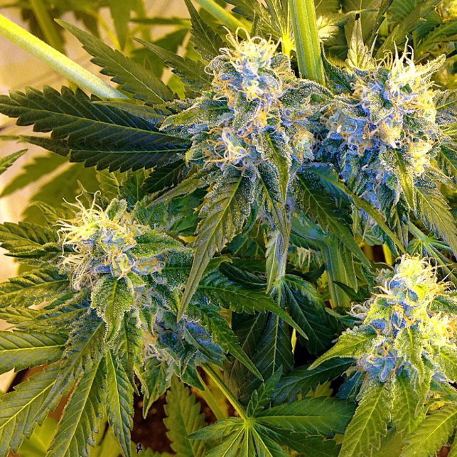 Purple Trainwreck 1