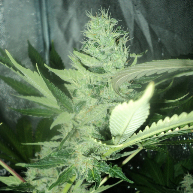 OG Kush Humboldt Seeds 2