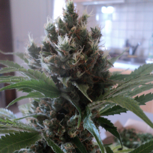 OG Kush Humboldt Seeds 2
