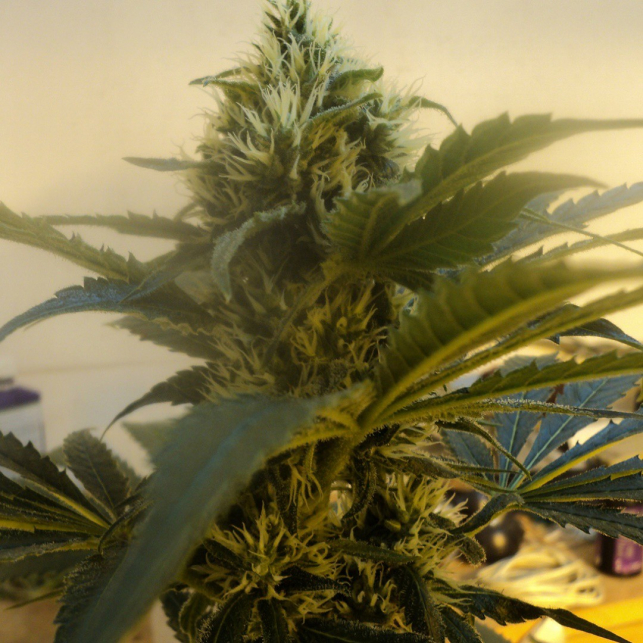 OG Kush Humboldt Seeds 2