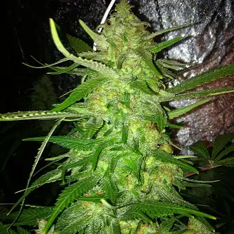 DedoVerde Haze auto 1 - Humboldt Seeds