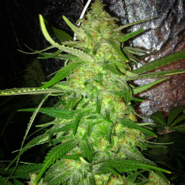 DedoVerde Haze auto 1