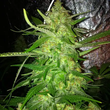 DedoVerde Haze auto 1 - Humboldt Seeds