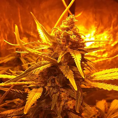 DedoVerde Haze auto - Humboldt Seeds