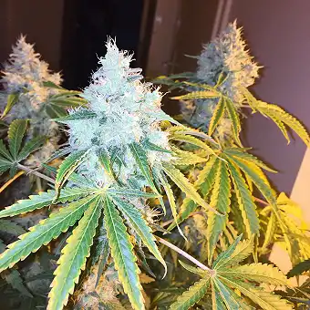 Green Crack Humboldt Seeds 1