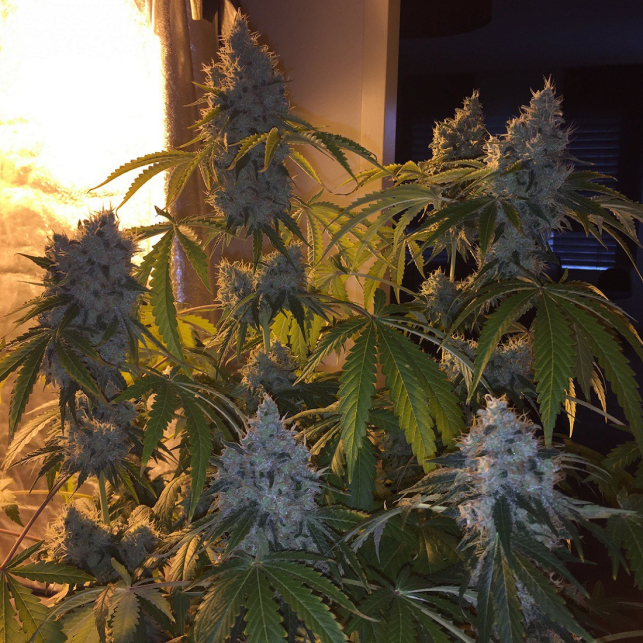 Green Crack Humboldt Seeds 1