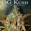 OG Kush Auto Humboldt Seeds 1