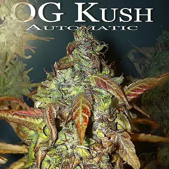 OG Kush Auto Humboldt Seeds 1