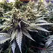 OG Kush Auto Humboldt Seeds