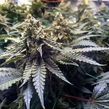 OG Kush Auto Humboldt Seeds