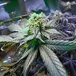 Sour Blueberry 1 - Humboldt Seeds