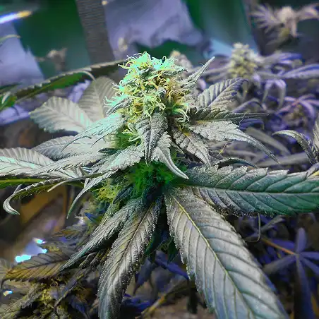 Sour Blueberry 1 - Humboldt Seeds