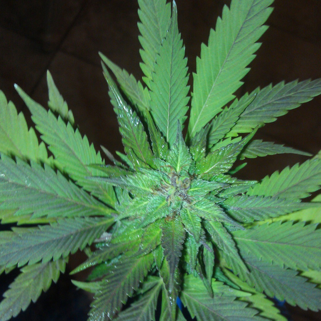 Sour Blueberry 1 - Humboldt Seeds