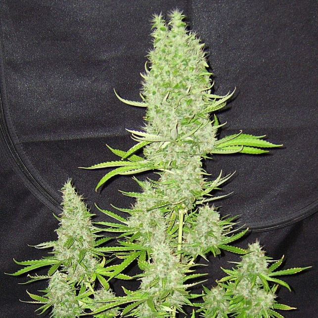 Amnesia XXL Auto