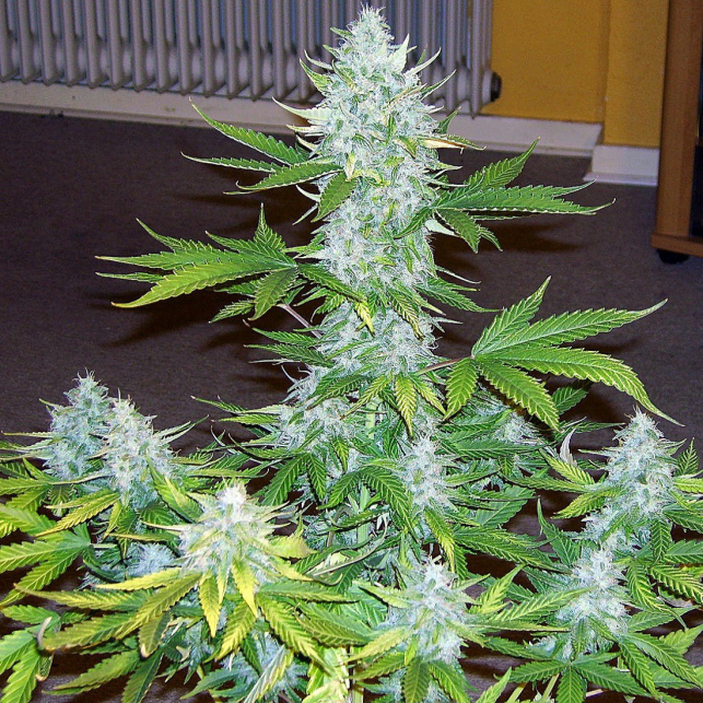 Moby Dick XXL Auto 1