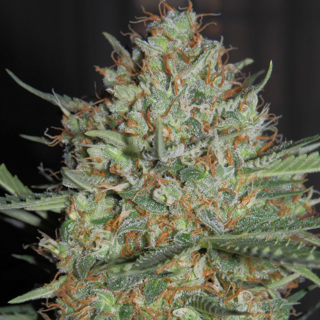 White Widow XXL Auto 1