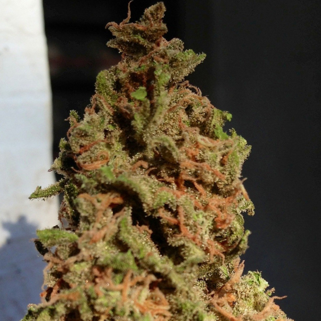 White Widow XXL Auto 1