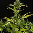 Kush-N-Cheese Auto - Dinafem Seeds Kush-N-Cheese Auto - Dinafem Seeds