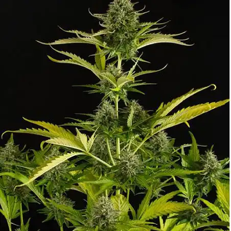Kush-N-Cheese Auto - Dinafem Seeds