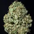 Dinamex - Dinafem Seeds Dinamex - Dinafem Seeds
