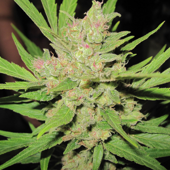 Critical Mass CBD