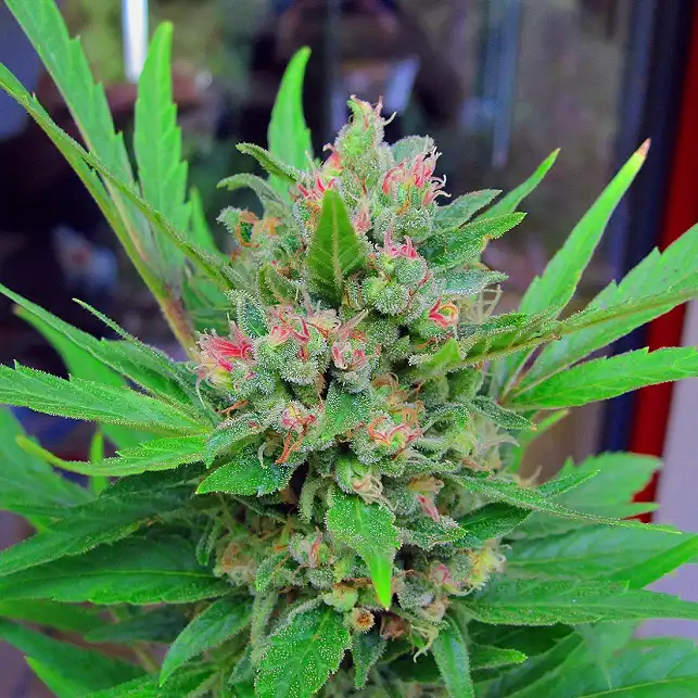 Critical Mass CBD