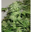 Northern Lights  9 1 - Sagarmatha Seeds Northern Lights  9 1 - Sagarmatha Seeds