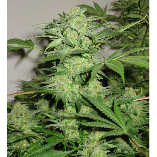 Northern Lights 9 1
