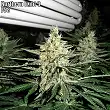 Northern Lights  9 - Sagarmatha Seeds Northern Lights  9 - Sagarmatha Seeds